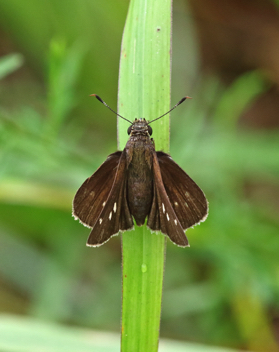 Twin-spot Skipper